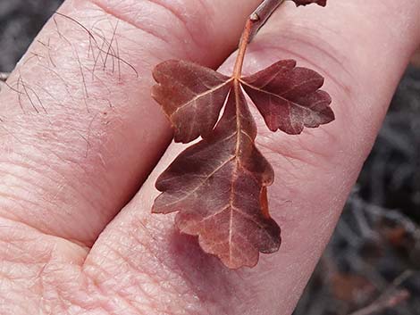 Skunkbush Sumac (Rhus trilobata)