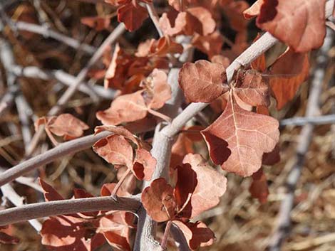 Skunkbush Sumac (Rhus trilobata)