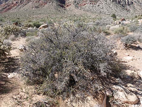 Skunkbush Sumac (Rhus trilobata)