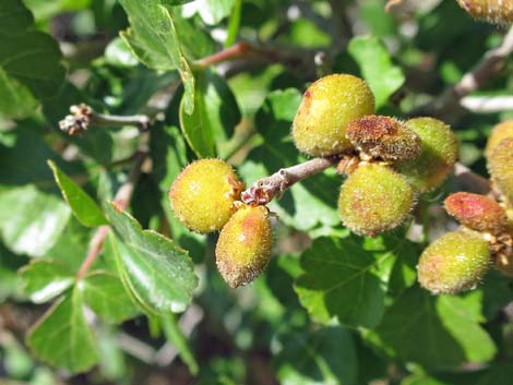 Skunkbush Sumac (Rhus trilobata)