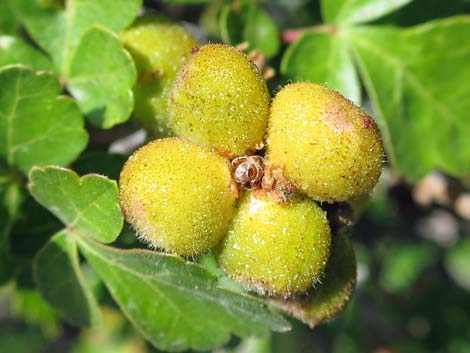 Skunkbush Sumac (Rhus trilobata)