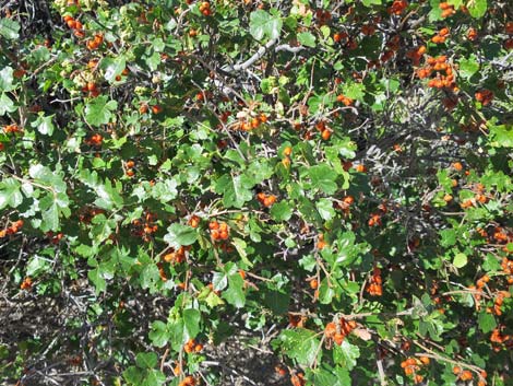 Skunkbush Sumac (Rhus trilobata)