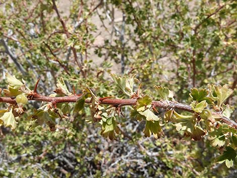 Desert Gooseberry (Ribes velutinum)