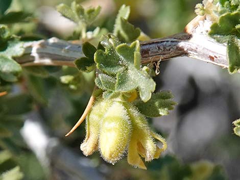 Desert Gooseberry (Ribes velutinum)