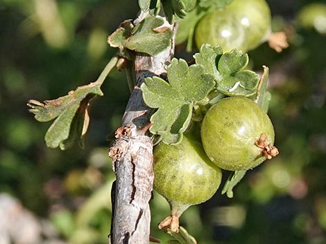 Desert Gooseberry (Ribes velutinum)