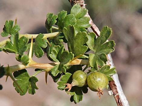 Desert Gooseberry (Ribes velutinum)
