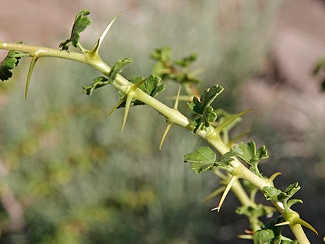 Desert Gooseberry (Ribes velutinum)