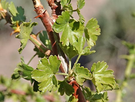 Desert Gooseberry (Ribes velutinum)