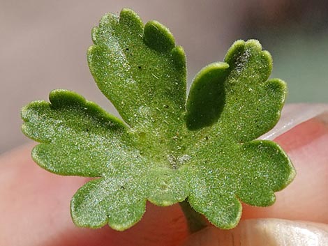 Desert Gooseberry (Ribes velutinum)
