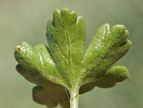 Desert Gooseberry (Ribes velutinum)