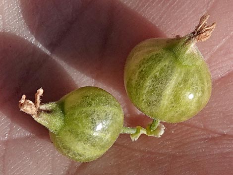 Desert Gooseberry (Ribes velutinum)