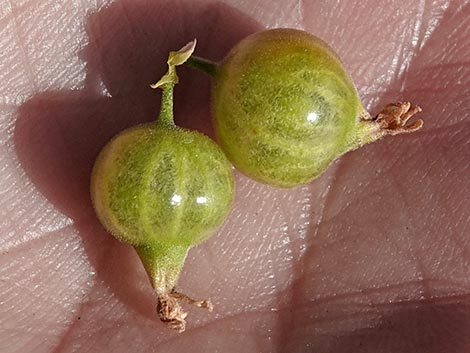 Desert Gooseberry (Ribes velutinum)