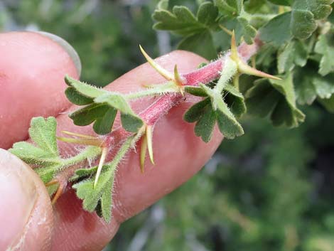 Desert Gooseberry (Ribes velutinum)