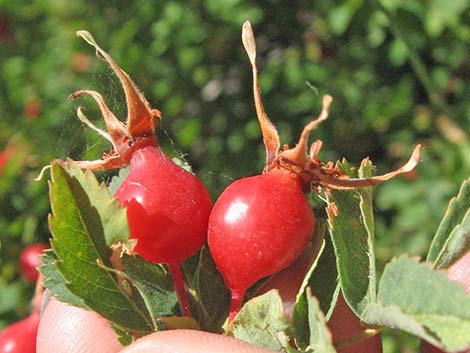 Wild Rose (Rosa woodsii)