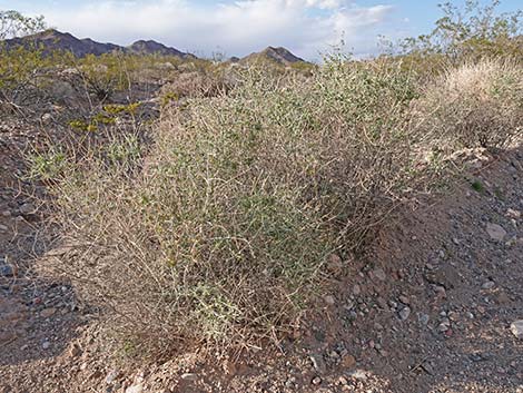 Mexican Bladdersage (Salazaria mexicana)