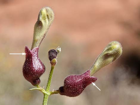 Mexican Bladdersage (Salazaria mexicana)