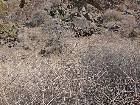 Mexican Bladdersage (Salazaria mexicana)