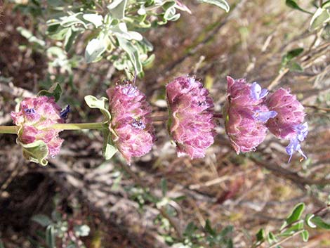 Purple Sage (Salvia dorrii)