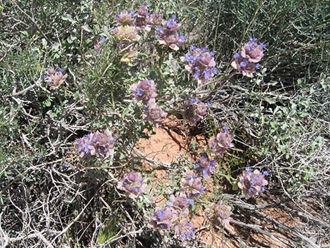 Purple Sage (Salvia dorrii)