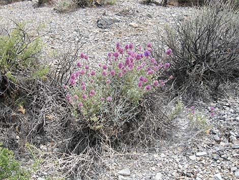 Purple Sage (Salvia dorrii)