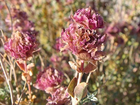 Purple Sage (Salvia dorrii)