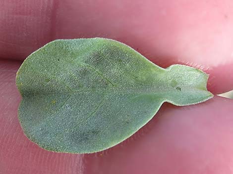 Purple Sage (Salvia dorrii)