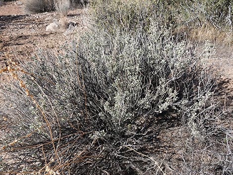 Purple Sage (Salvia dorrii)