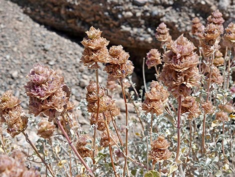 Purple Sage (Salvia dorrii)