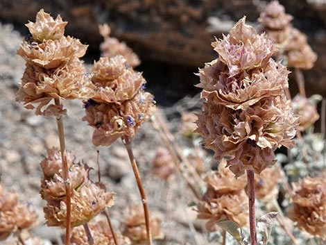 Purple Sage (Salvia dorrii)