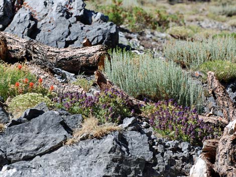 Mt. Charleston Purple Sage (Salvia dorrii dorrii var. clokeyi)