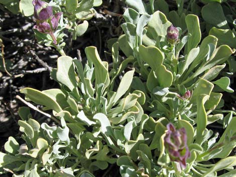 Mt. Charleston Purple Sage (Salvia dorrii dorrii var. clokeyi)