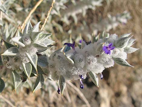 Death Valley Sage (Salvia funerea)