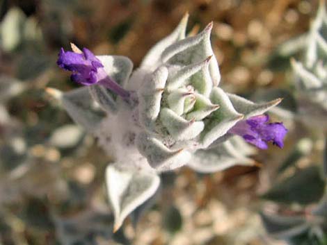 Death Valley Sage (Salvia funerea)