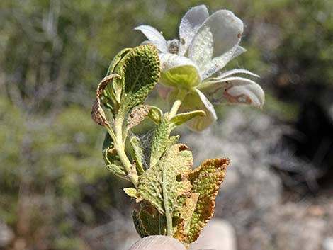 Mojave Sage (Salvia mohavensis)