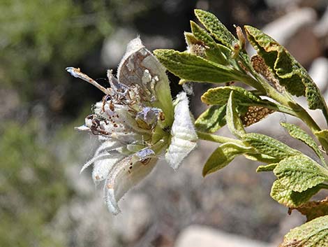 Mojave Sage (Salvia mohavensis)