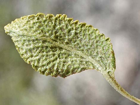 Mojave Sage (Salvia mohavensis)