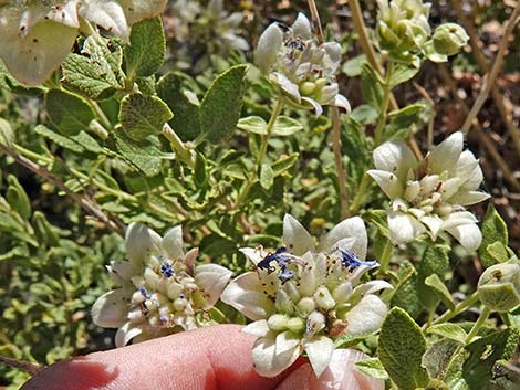 Mojave Sage (Salvia mohavensis)