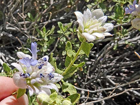 Mojave Sage (Salvia mohavensis)