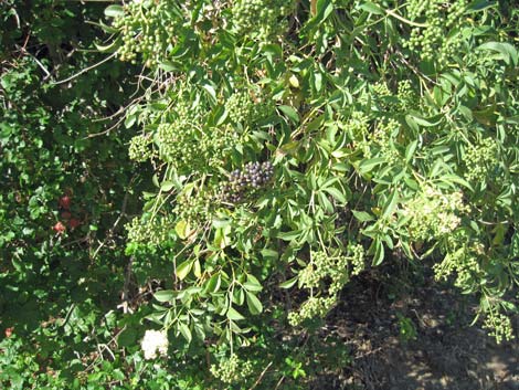 Blue Elderberry (Sambucus nigra)