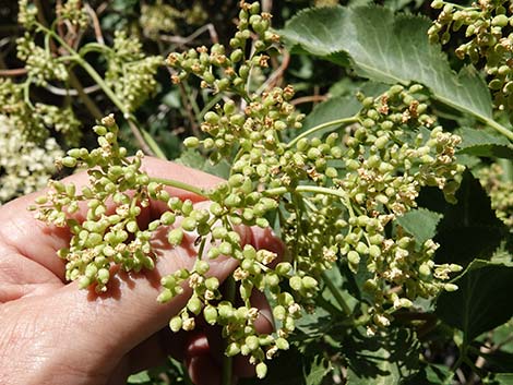 Blue Elderberry (Sambucus nigra)