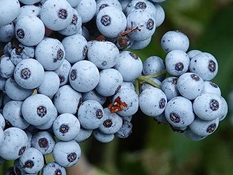 Blue Elderberry (Sambucus nigra)