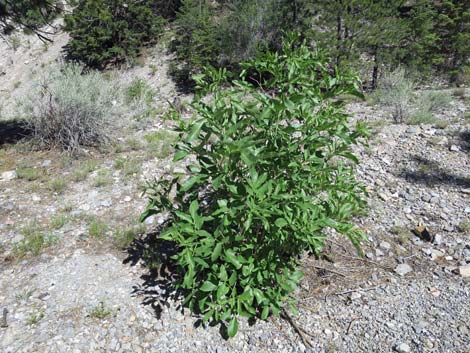 Blue Elderberry (Sambucus nigra)