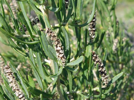 Greasewood (Sarcobatus vermiculatus)