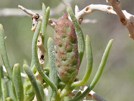 Greasewood (Sarcobatus vermiculatus)