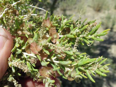 Greasewood (Sarcobatus vermiculatus)