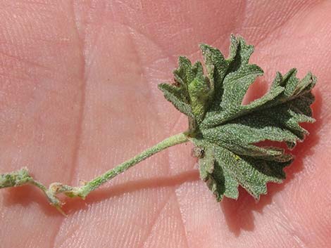 Desert Globemallow (Sphaeralcea ambigua)