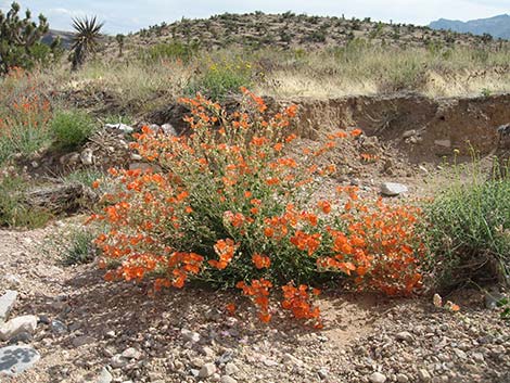 Desert Globemallow (Sphaeralcea ambigua)