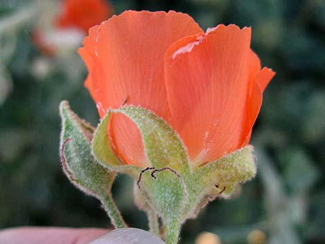 Desert Globemallow (Sphaeralcea ambigua)