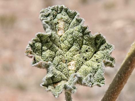 Desert Globemallow (Sphaeralcea ambigua)