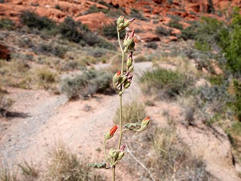 Desert Globemallow (Sphaeralcea ambigua)